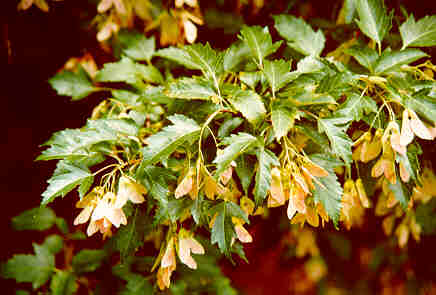 Amur Maple seeds