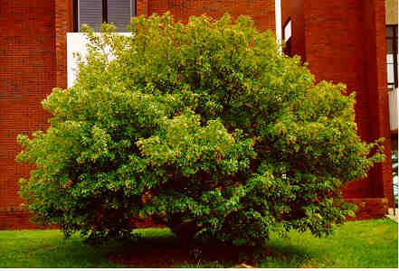 Amur Maple