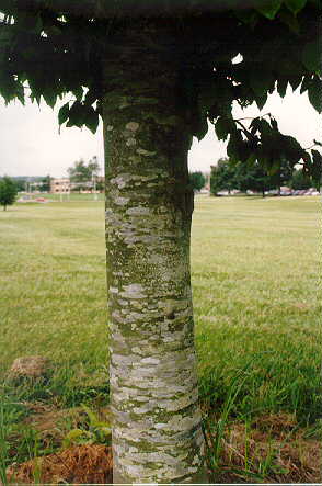beech-bark