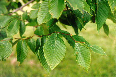 beech-foliage