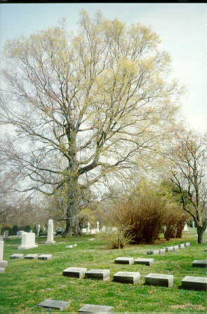 beech-landscape