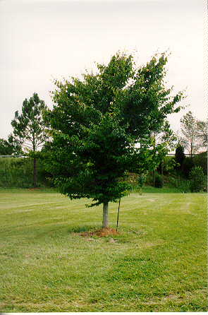 beech