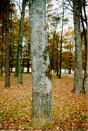 Black Tupelio bark