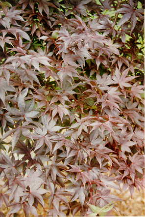 Bloodgood foliage