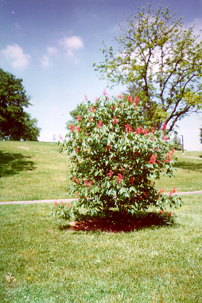 Red Buckeye with fruit
