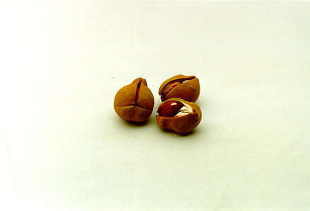Red Buckeye seeds
