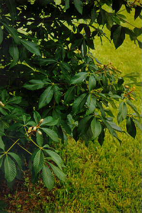 Red Buckeye foliage