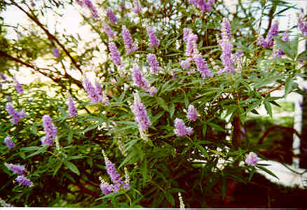 Chastetree flowers