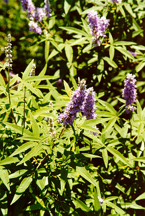 Chastetree foliage