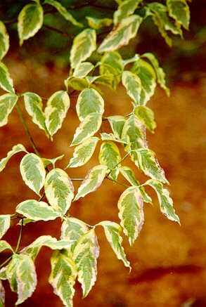 Cherokee Daybreak Flowering Dogwood