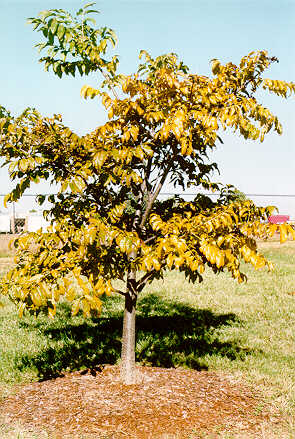 Amur Corktree in the Fall