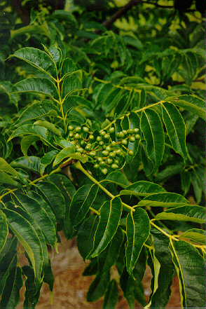 Amur Corktree foliage and seeds