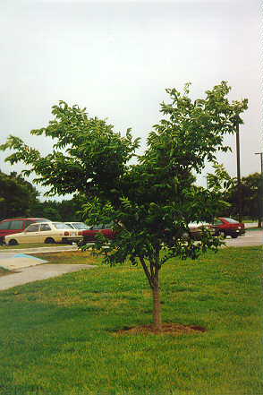 Amur Corktree