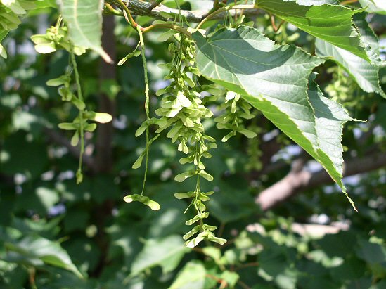 David Maple seeds