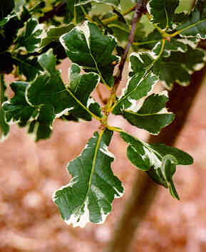 Variegated English Oak leaves