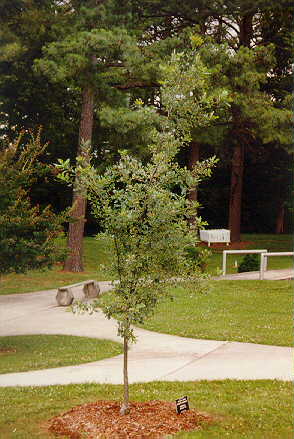 Variegated English Oak used in landscaping