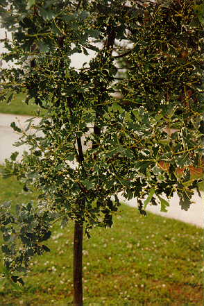 Variegated English Oak foliage