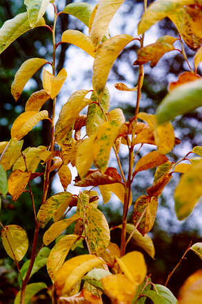 Fragrant Epaulettetree in the fall