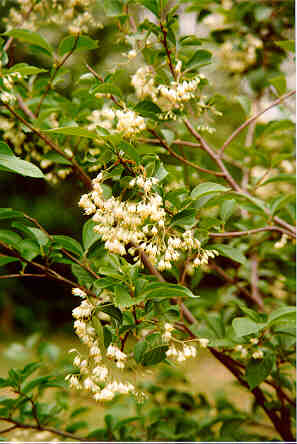 Fragrant Epaulettetree flowers