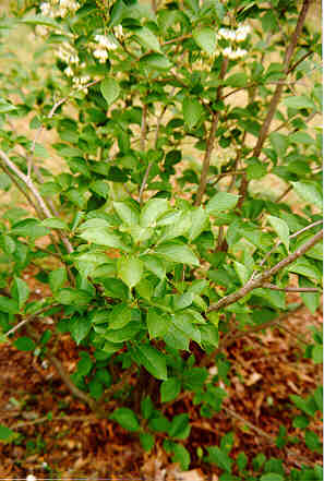 Fragrant Epaulettetree foliage