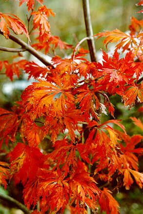 Fernleaf Fullmoon Maple in the fall