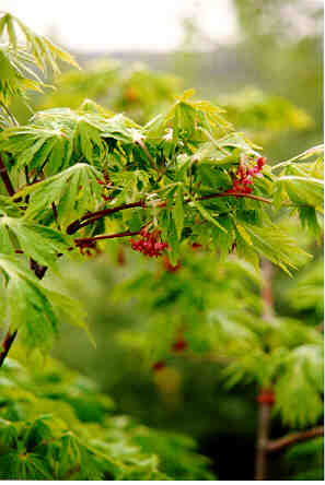 Fernleaf Fullmoon Maple flower