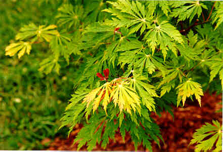 Fernleaf Fullmoon Maple seeds