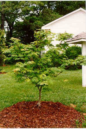 Fernleaf Fullmoon Maple