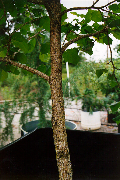 Turkish Filbert bark