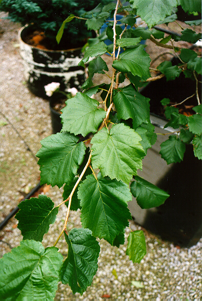 Turkish Filbert foliage