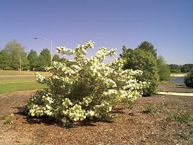 Chinese Fringetree with flowers