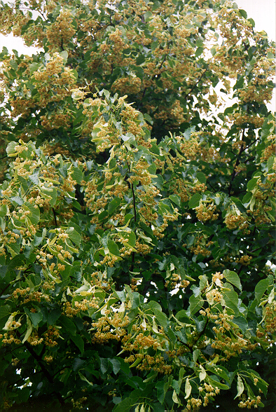 Glenleven Linden flowers