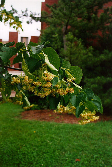 Glenleven Linden foliage