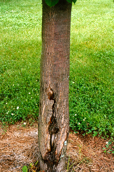 Glenleven Linden trunk attacked by beetles.