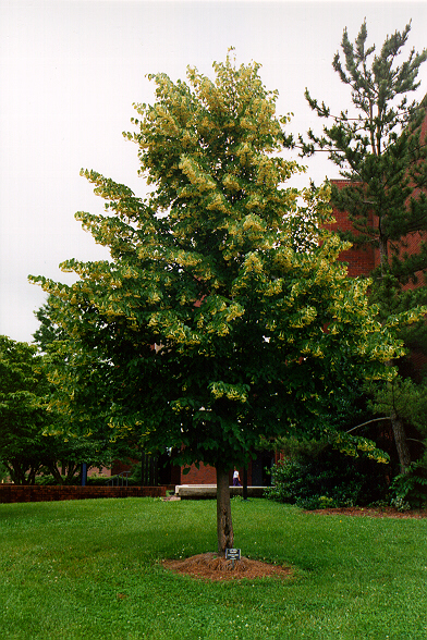 Glenleven Linden