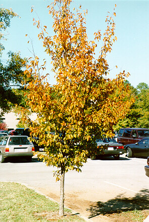 American Hophornbeam in the Fall