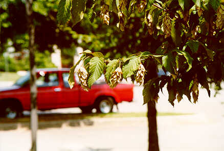 American Hophornbeam seeds