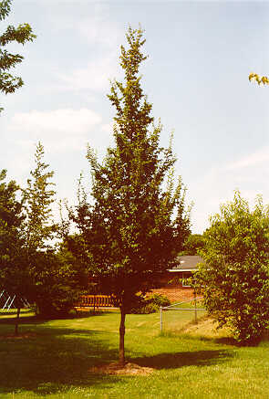 American Hophornbeam