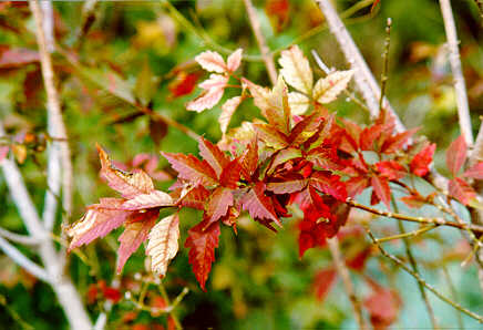 Ivyleaf Maple foliage in the Fall