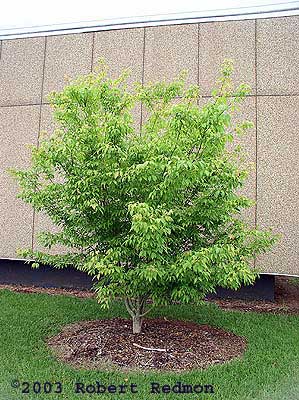 Ivyleaf Maple