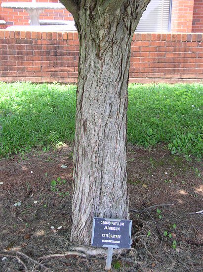 Katsuratree bark