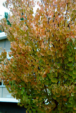 Katsuratree foliage in the Fall