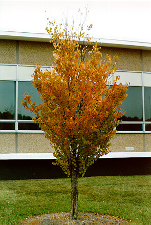 Katsuratree in the Fall
