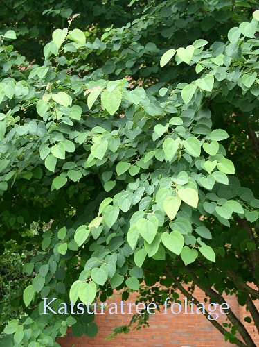 Katsuratree foliage