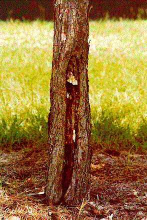 Katsuratree bark splitting