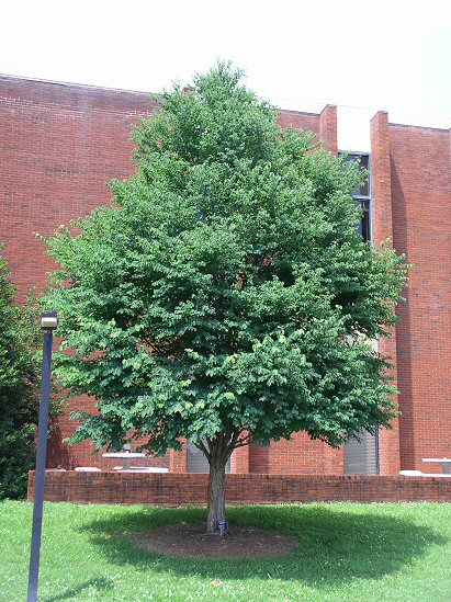 Katsuratree