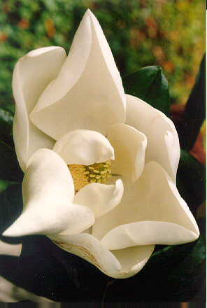 Southern Magnolia flower