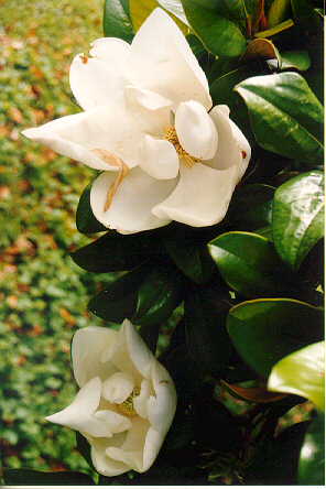 Southern Magnolia foliage