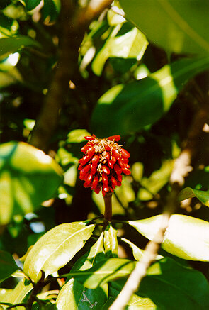 Southern Magnolia seed