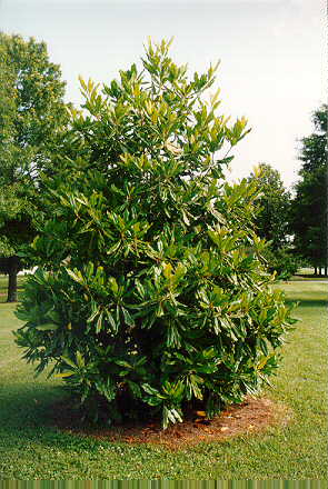 Southern Magnolia